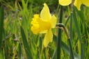 Narcissus Gigantic Star - BIO