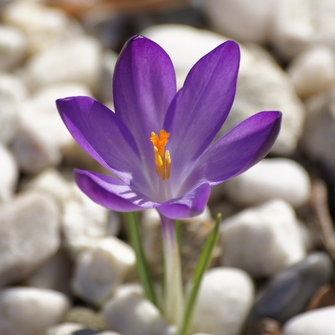 Crocus tommasinianus Ruby Giant - BIO