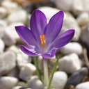 Krokus tommasinianus Ruby Giant - BIO