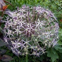 Allium Christophii - Sierui - Sterrenlook - BIO
