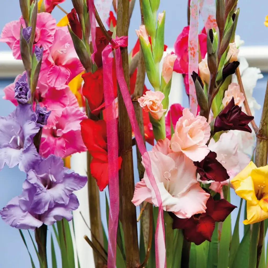 Gladiolus Mix - BIO