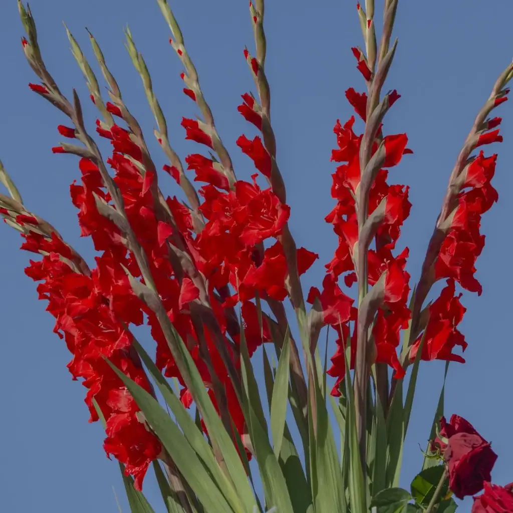 Gladiolus Dador de Pan - BIO