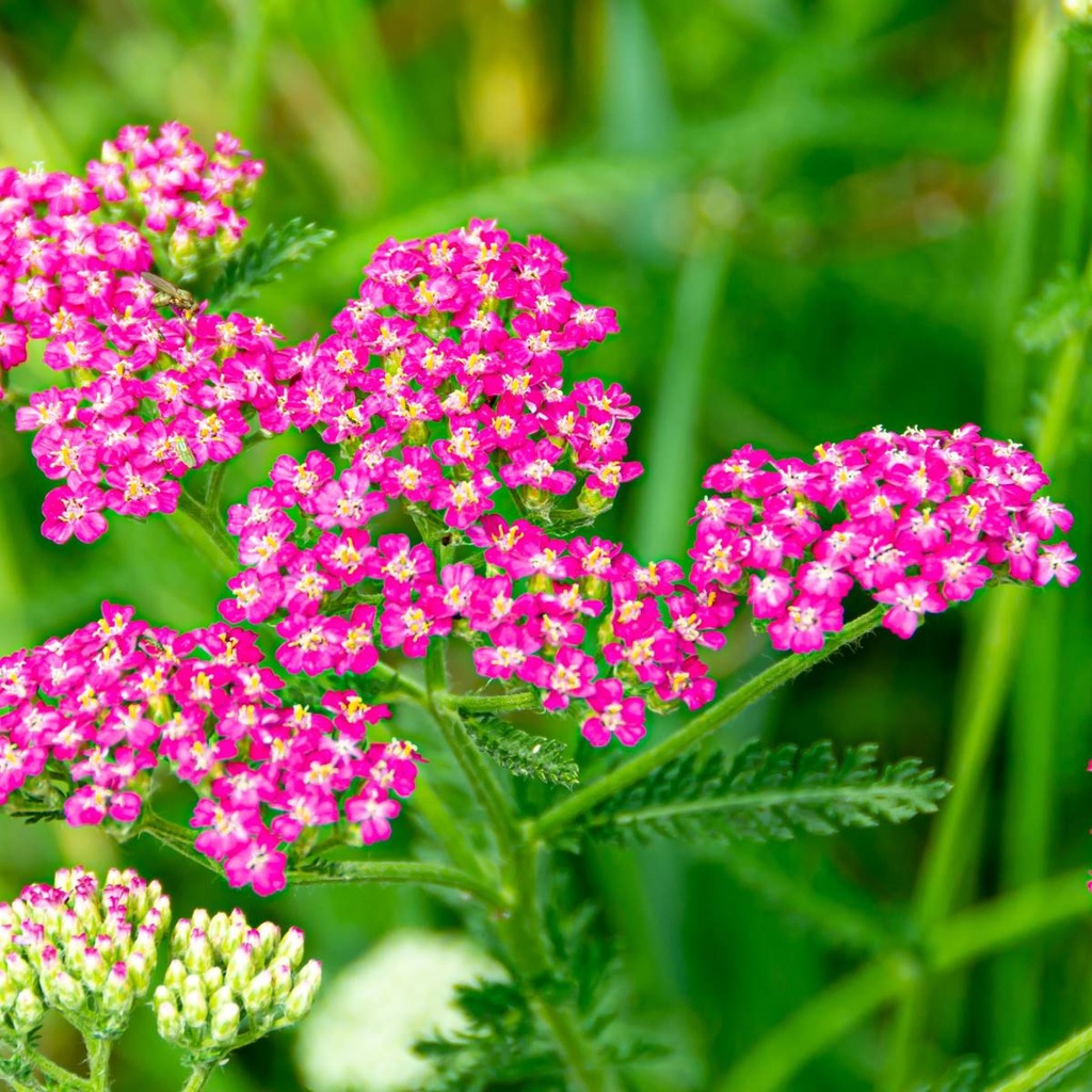 Achillée millefeuille - Achillea Millefolium Cassis - BIO