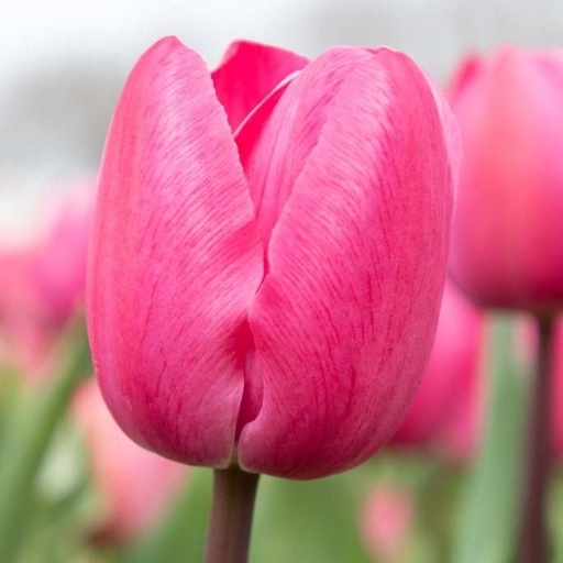 [A1130-7] Tulipa Tineke vd Meer - BIO (7 bollen)