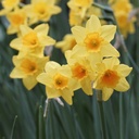Jonquille - Narcisse Garden Opera - BIO