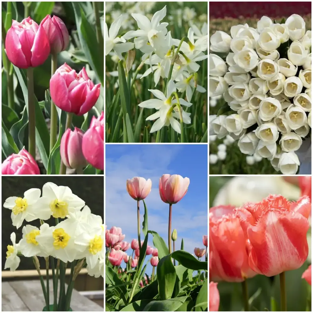 Jardin de fleurs coupées - BIO