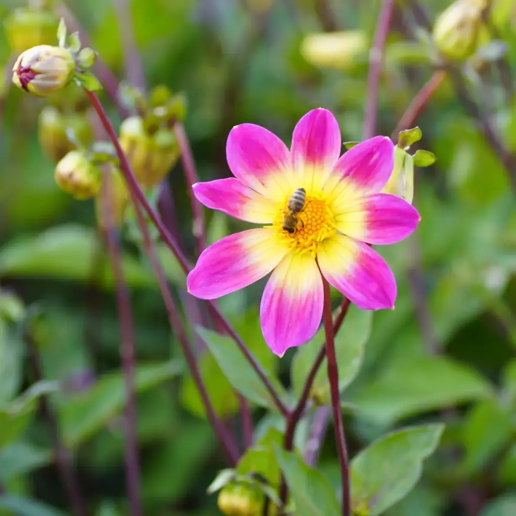 Dahlia Bright Eyes -r- - BIO