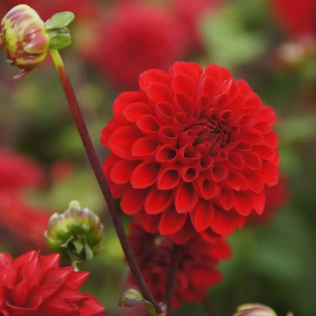 Dahlia Viking - BIO