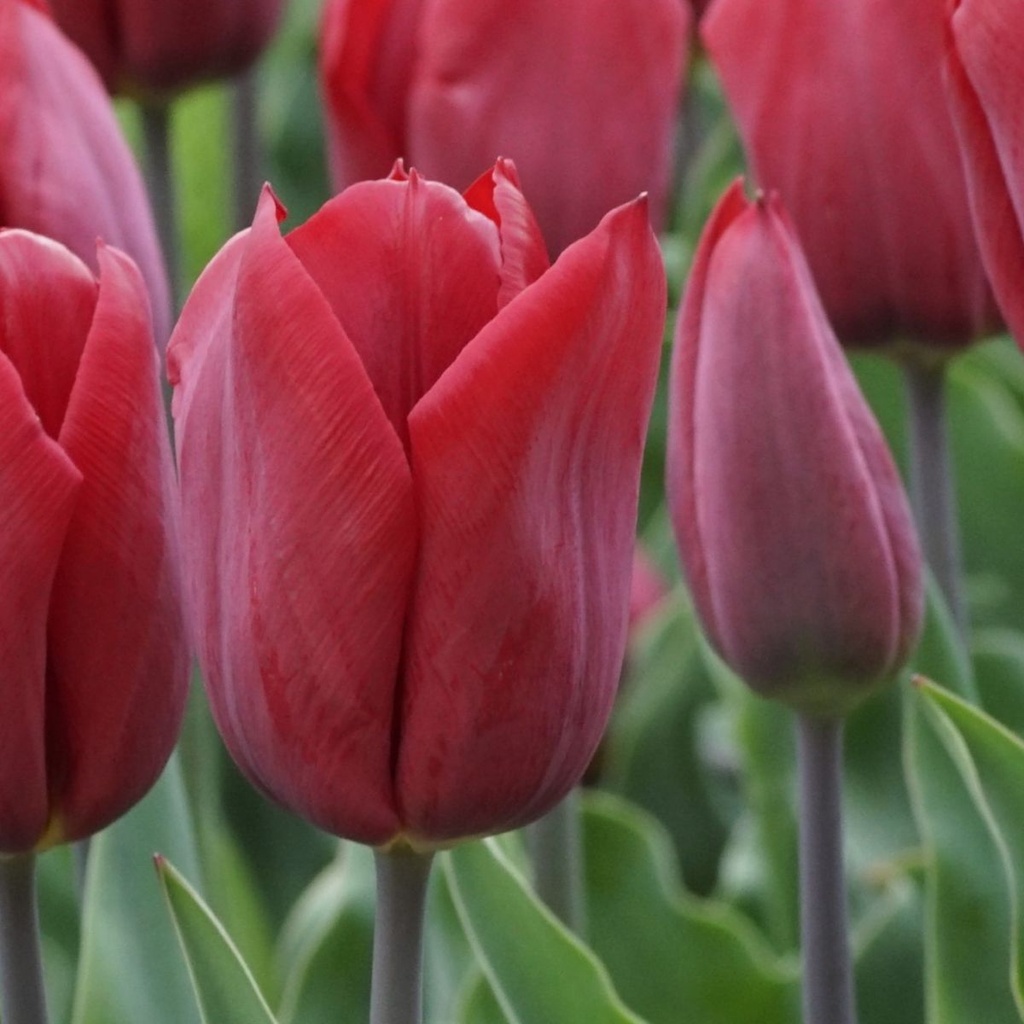 Tulipa Strong Love - BIO