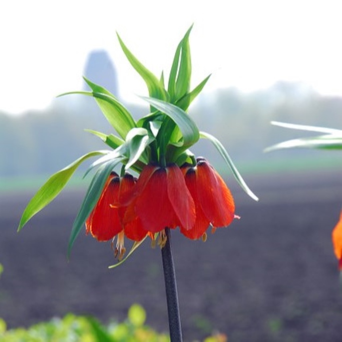 Keizerskroon - Fritillaria imp. Rubra - BIO