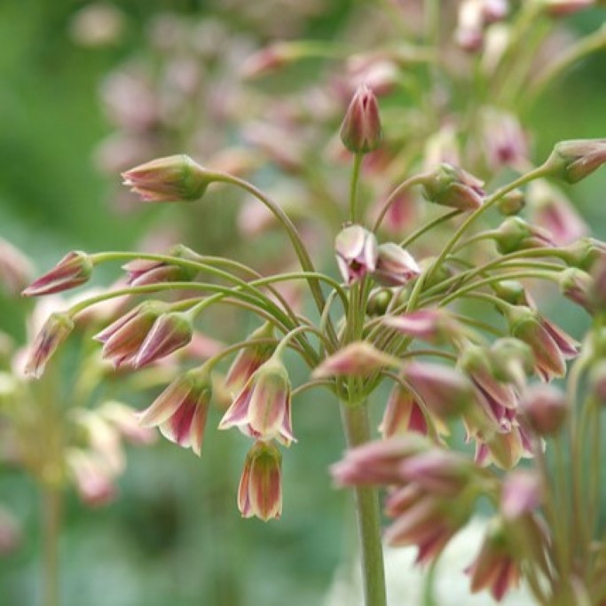 Allium Siculum - Bulgaarse Ui - BIO