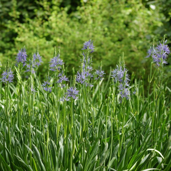 Camassia Leichtlinii Caerulea - Blauwe Prairielelie - BIO