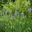 Camassia Leichtlinii Caerulea - Blauwe Prairielelie - BIO