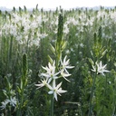 Camassia Leichtlinii Sacajawea - Witte Prairielelie - BIO