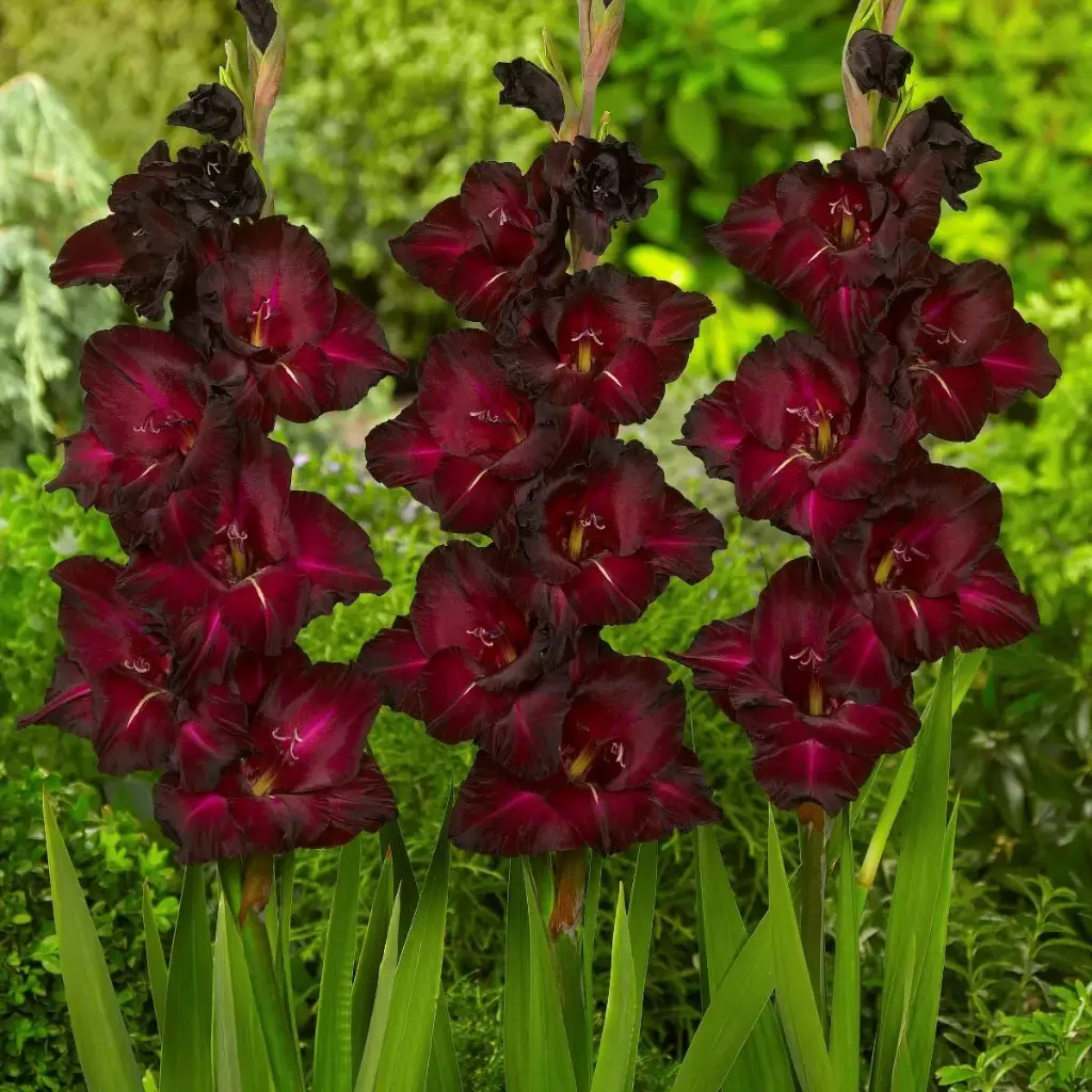 Gladiolus Black Surprise - BIO