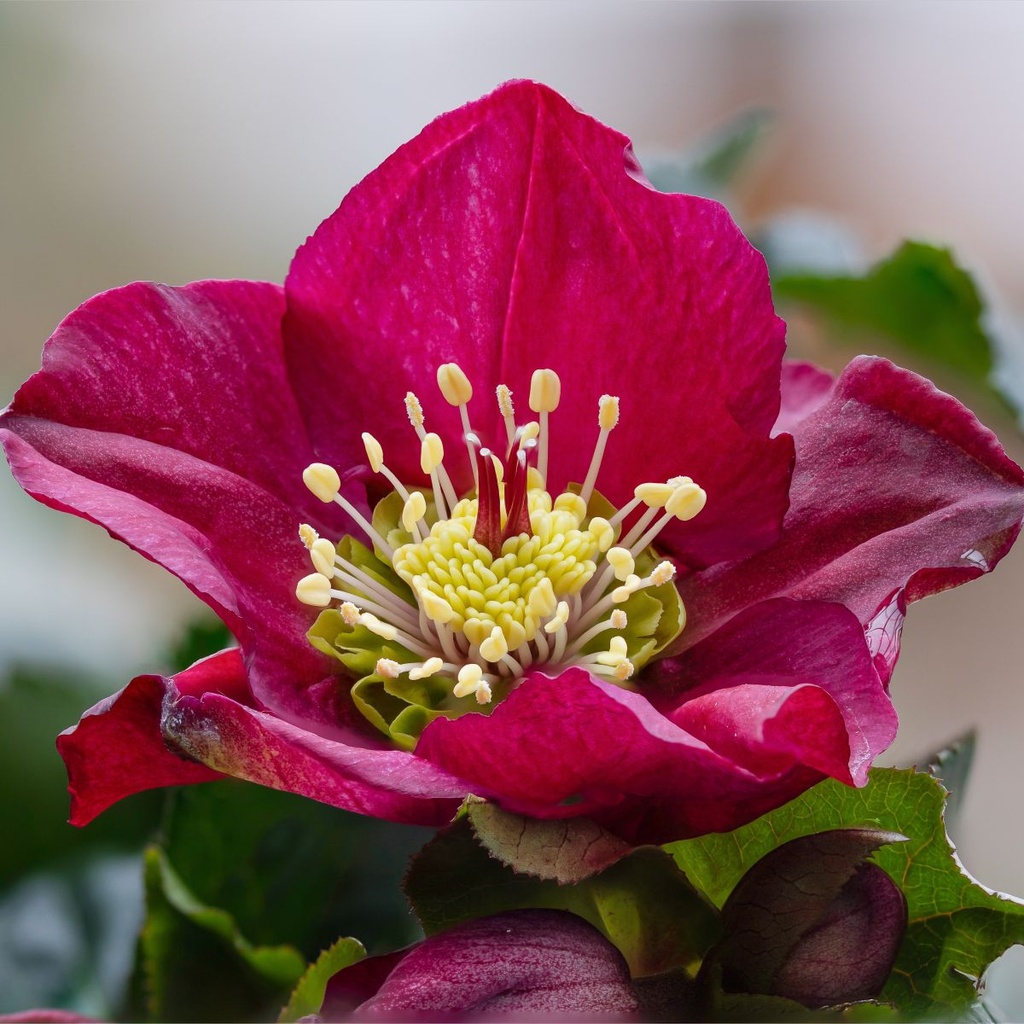 Kerstroos - Helleborus Pretty Ellen Red - BIO