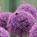 Allium Gladiator - Sierui - BIO