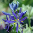 Camassia Quamash - Prairielelie - BIO