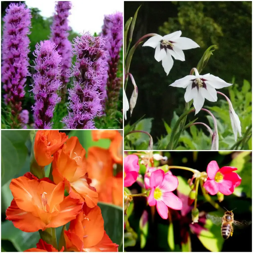 Mélange de bulbes d'abeilles d'été 28 ST - BIO