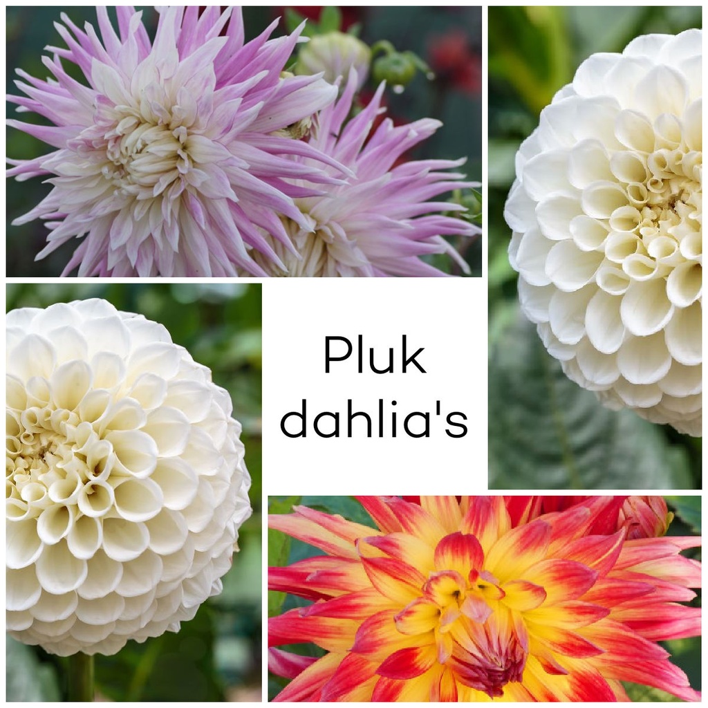 Dahlia Pluktuin Mix 3 ST - BIO
