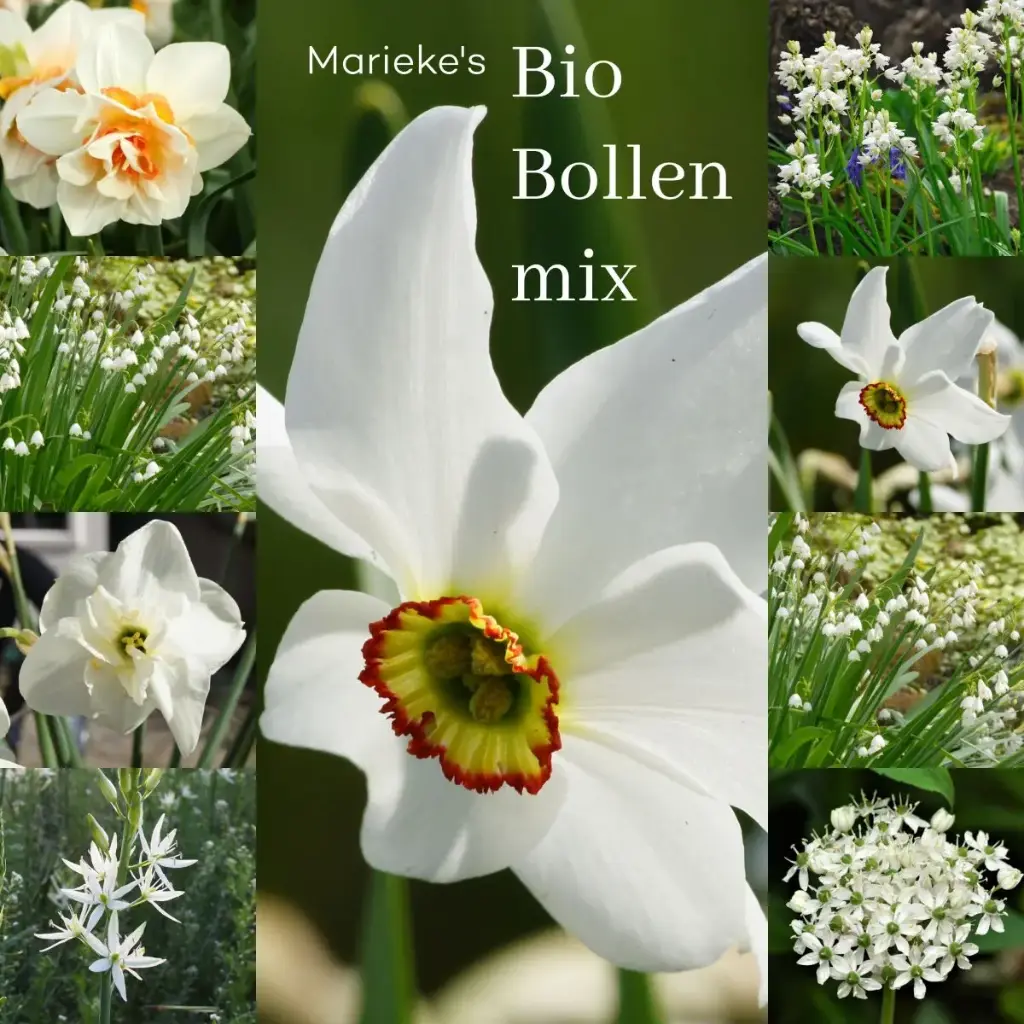 Marieke's Jardin aux bulbes bio 2 m2 - BIO 