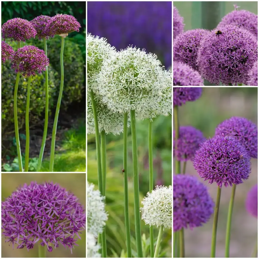 Hoge Sierlook (Allium) collectie - BIO