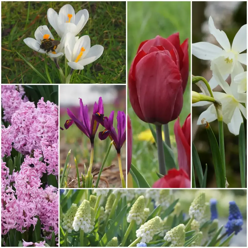 Lasagne à fleurs printanières lilas-rose - BIO