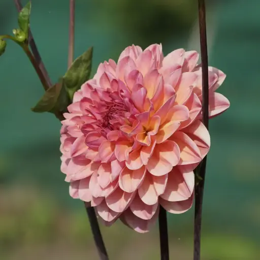 [B1065-1] Dahlia Phyllis Farmer - BIO (1 bol)