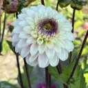 Dahlia Marieke Nolsen - ORG