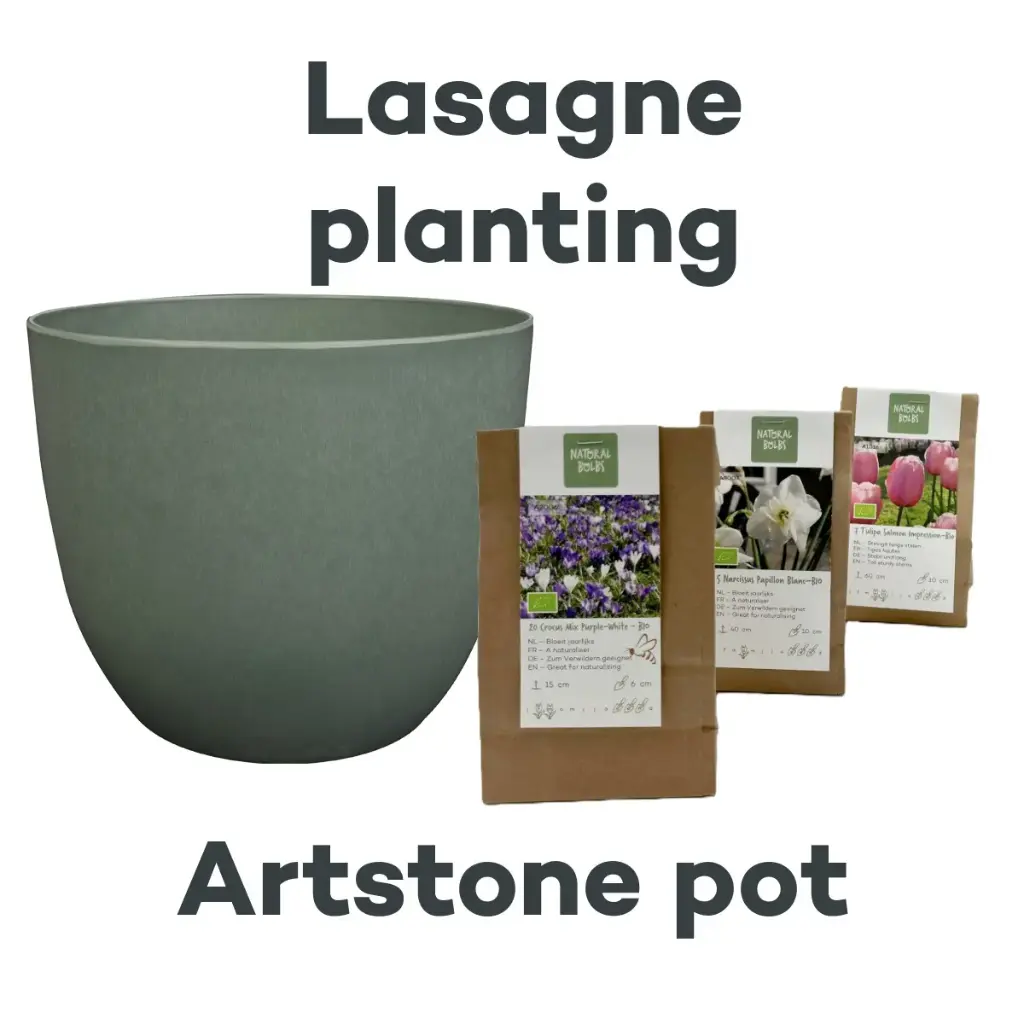 Collection Lasagne avec pot Artstone Thyme - BIO