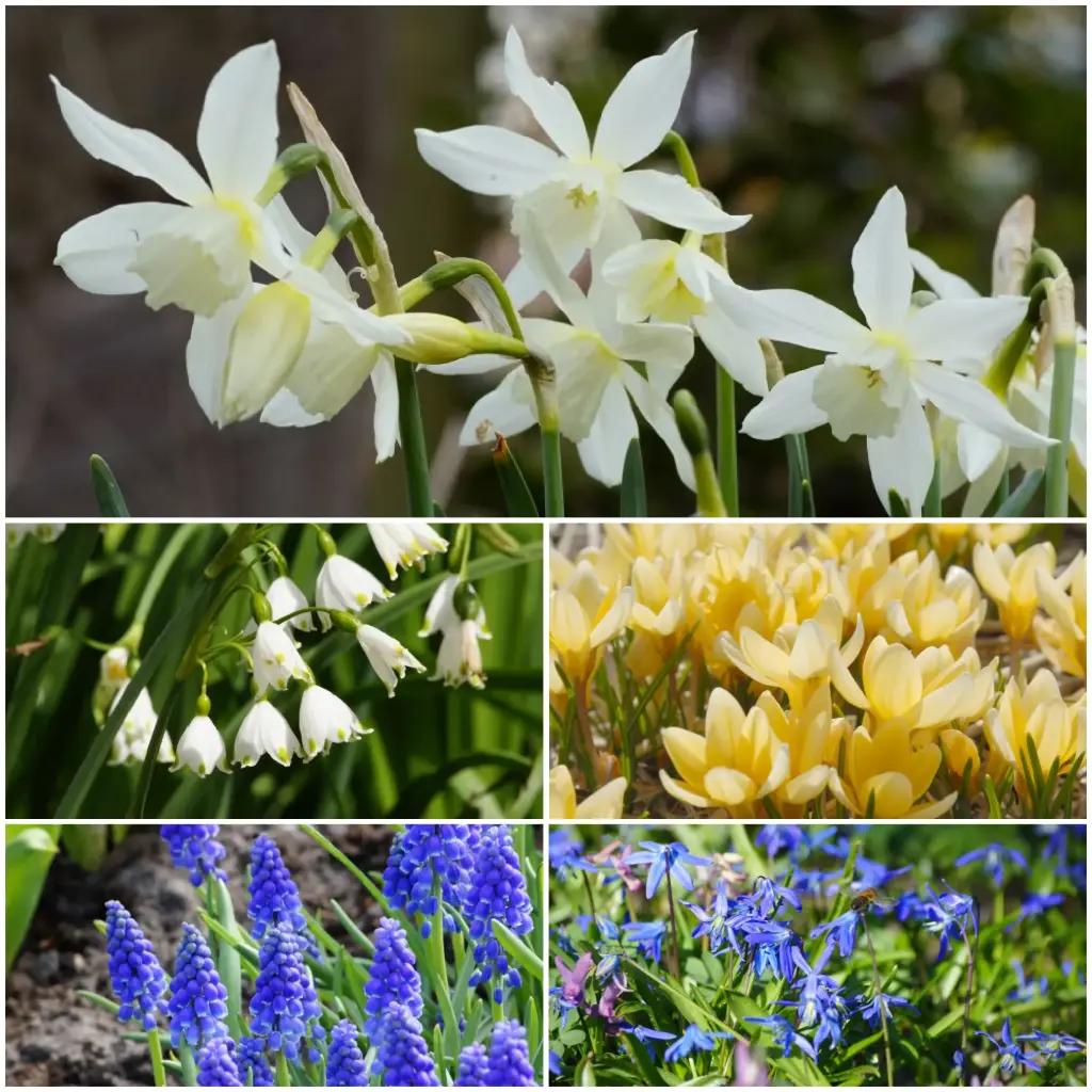 60 jours de splendeur printanière - BIO