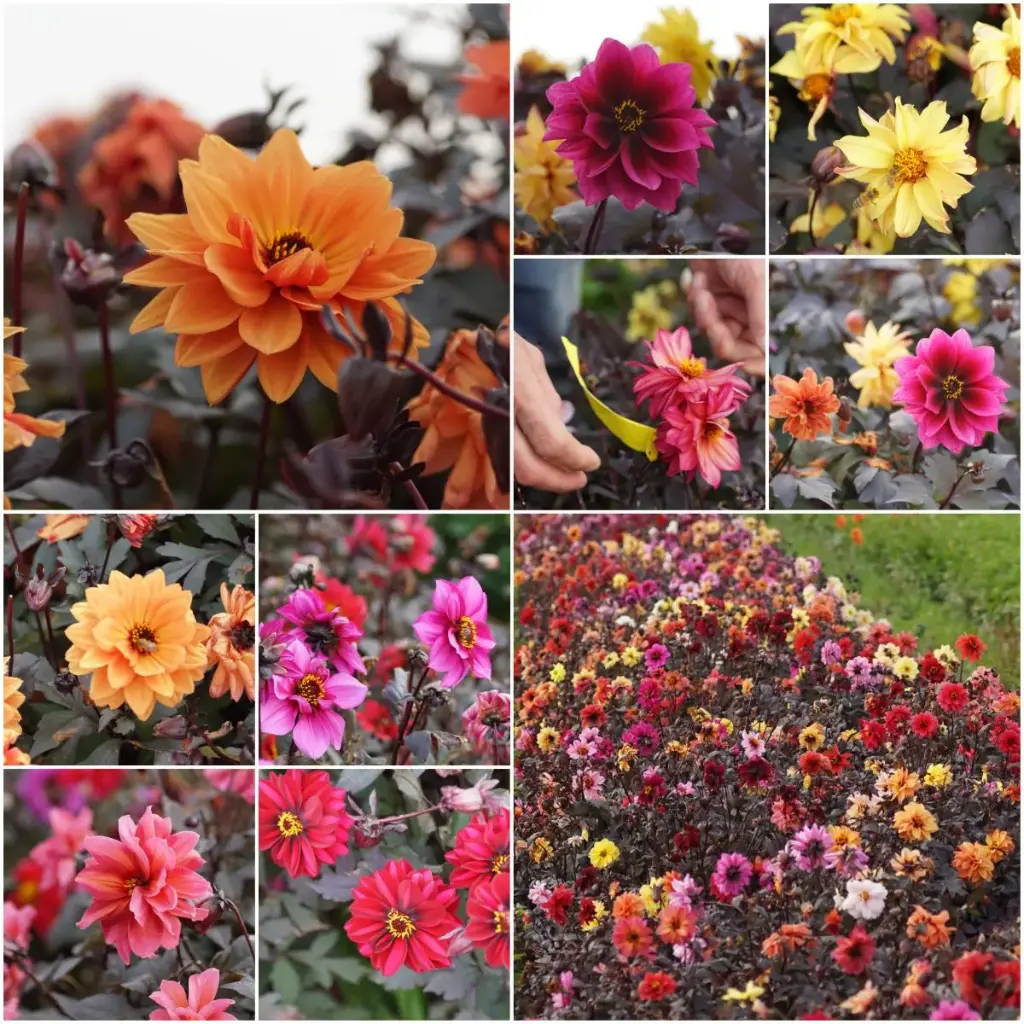 Dahlia mystère mélange pour abeilles - BIO