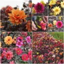 Dahlia mystère mélange pour abeilles - BIO