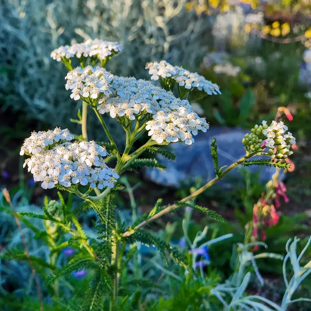 Achillée millefeuille - Achillea millefolium - BIO
