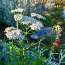 Achillée millefeuille - Achillea millefolium - BIO
