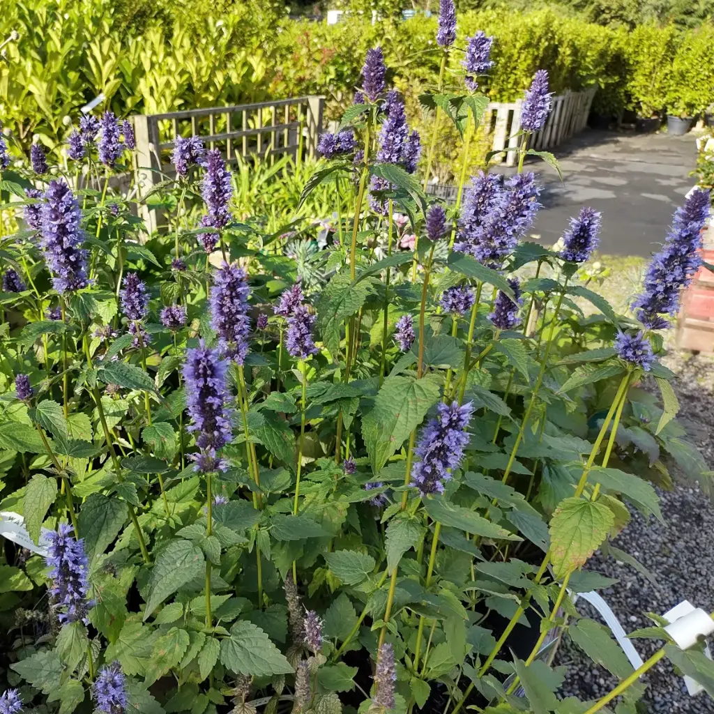 Dropplant - Agastache Black Adder - BIO