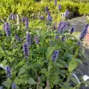 Agastache Black Adder - BIO