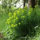 Euphorbia palustris - BIO
