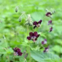 Geranium phaeum - Ooievaarsbek - BIO