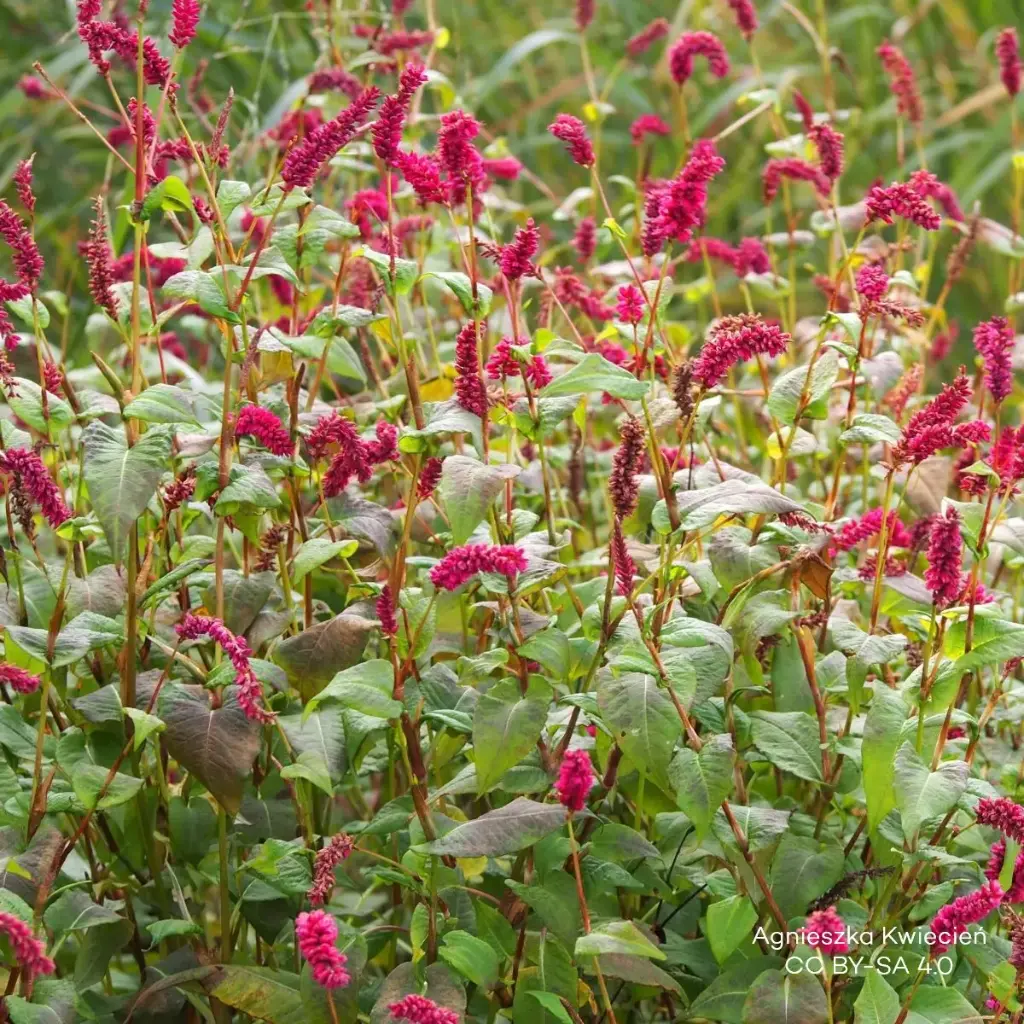 Persicaire - Persicaria a. 'JS Calor' - BIO