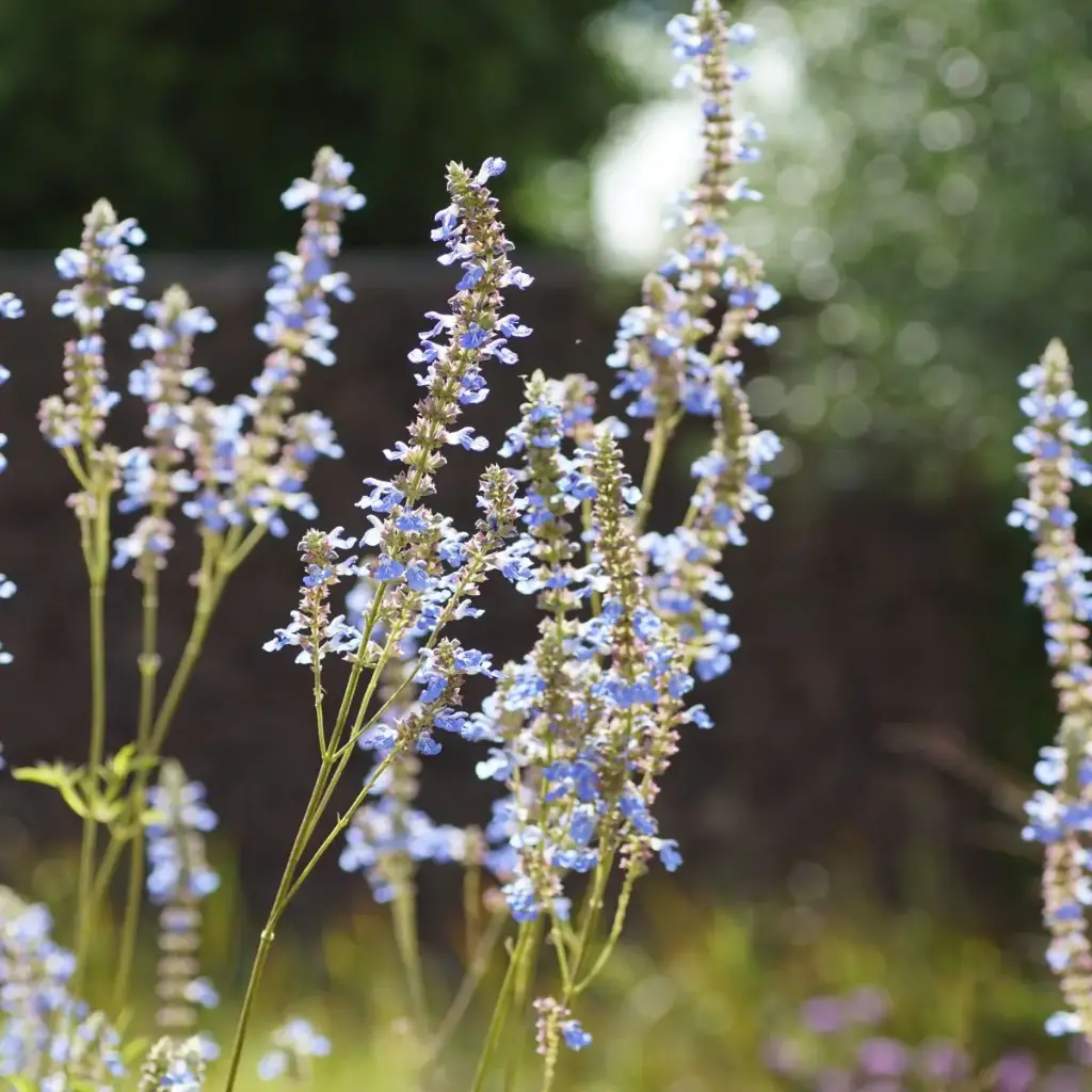 Salvia Uliginosa 'African Sky' - BIO