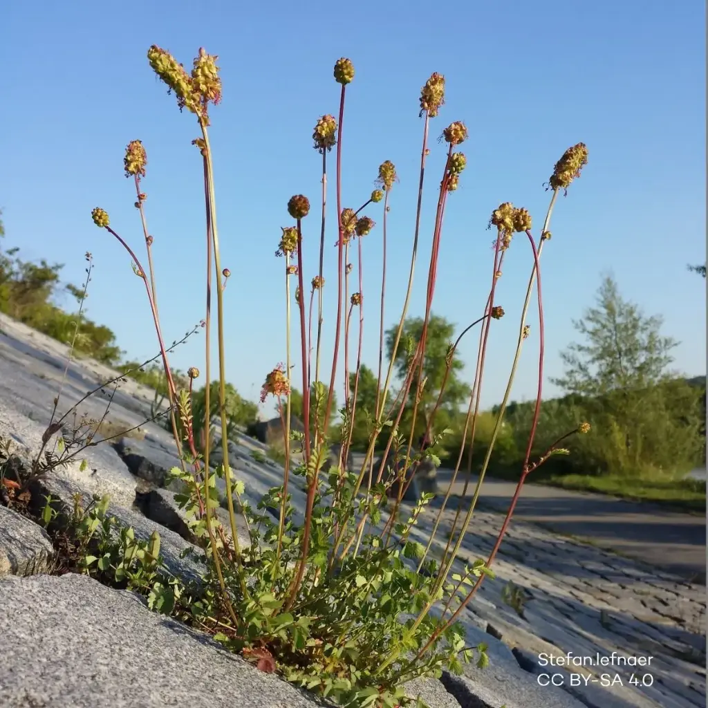 Petite Pimprenelle - Sanguisorba minor - BIO