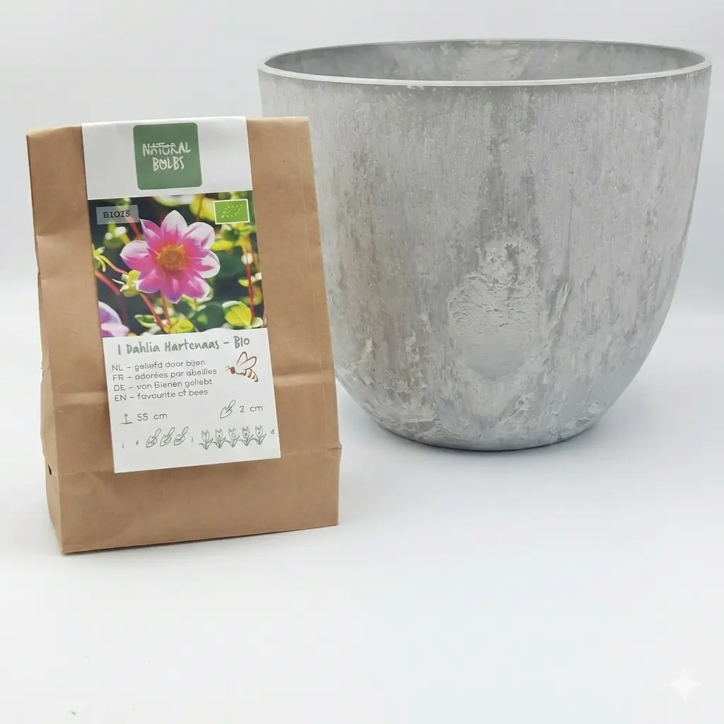 Dahlia Hartenaas - BIO avec pot Artstone