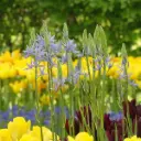 Camassia Cusickii - Prairielelie - BIO
