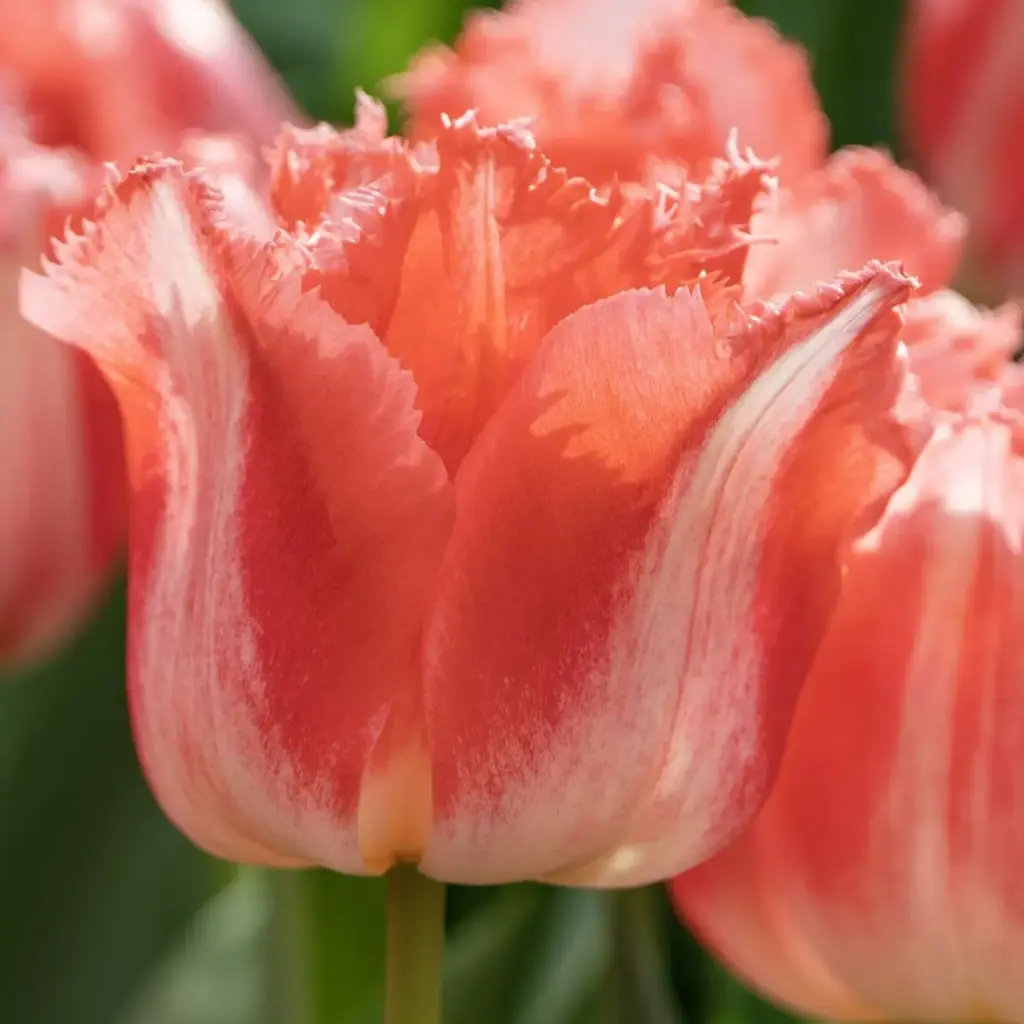 Tulipa Lingerie - BIO