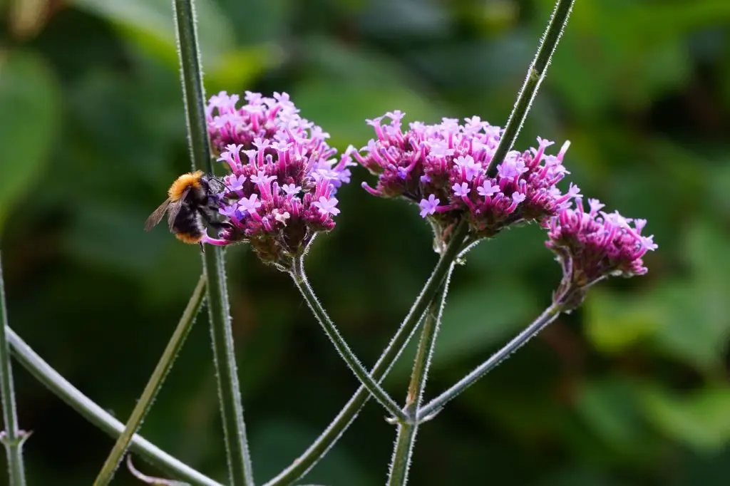 Verveine de Buenos Aires - Verbena Bonariensis - P9 - BIO