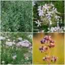 Kit de décapage de dalles pour parterre de jardin Soleil 1 m² - BIO