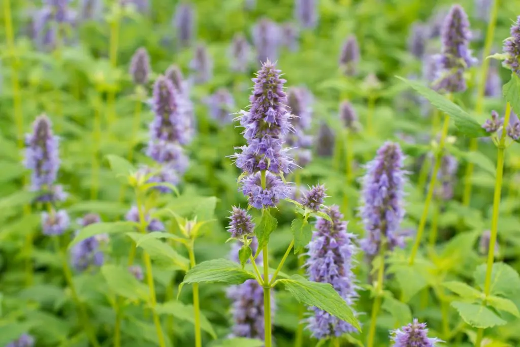 Dropplant - Agastache Blue Fortune P9 - BIO