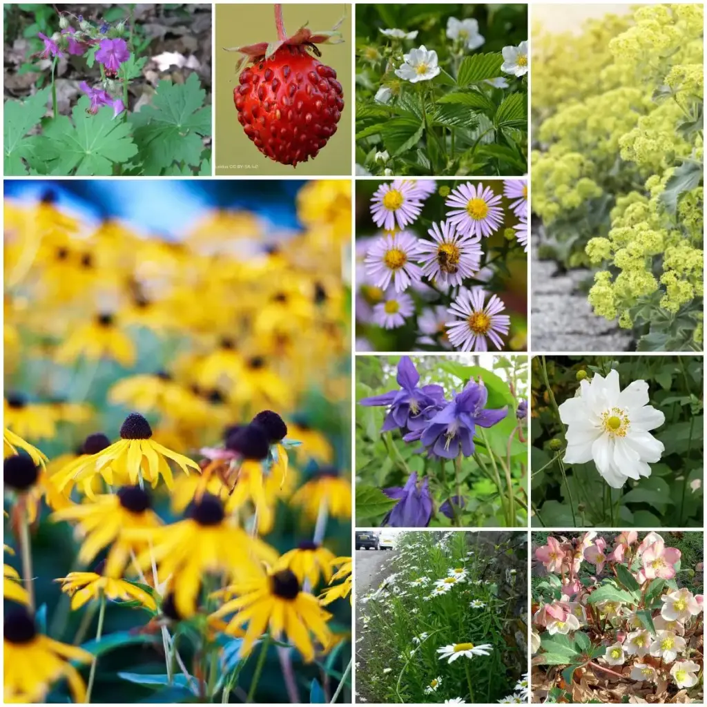 Kit de décapage de dalles pour parterre de jardin mi-ombre 4 m² - BIO