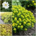 Kit de décapage de dalles pour parterre de jardin ombre 1 m² - BIO